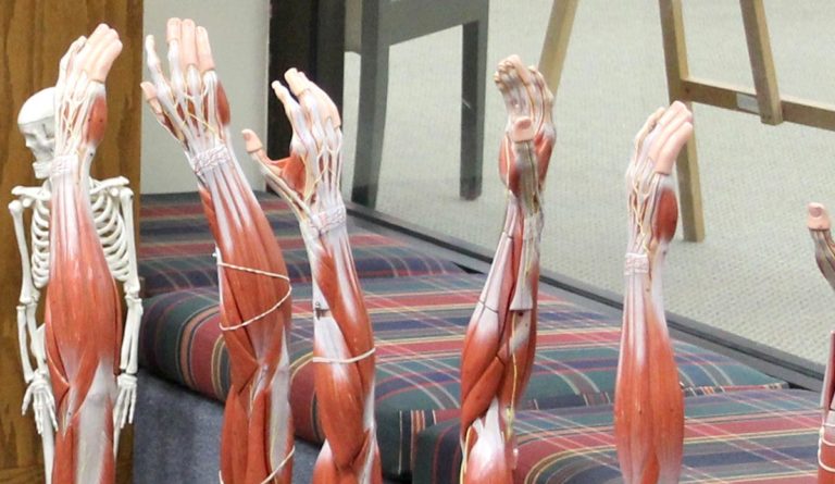 a group of human arms
