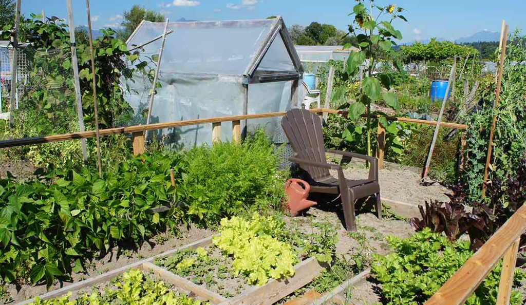 Gardens Offer Refuge to Refugees - Public Health Post