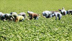 a group of people working in a field