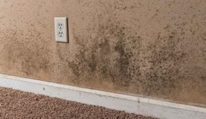 Wall of a house with mold