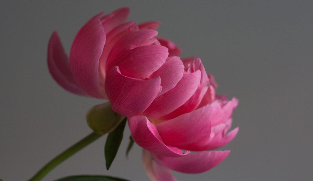 a close up of a pink flower