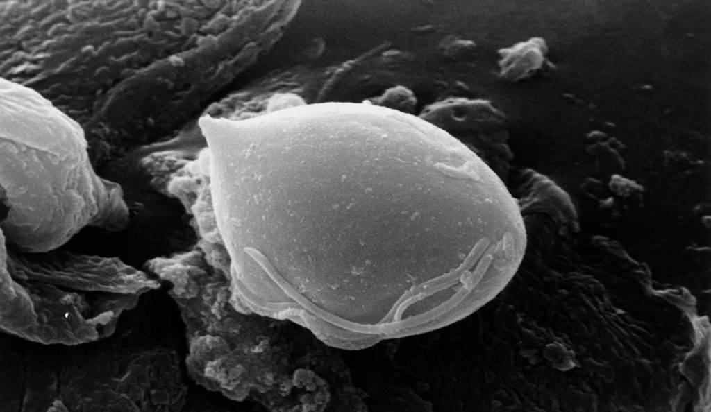a close-up of a cell