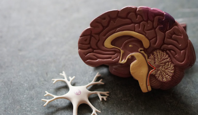 a model of a brain and a white model of a neuron