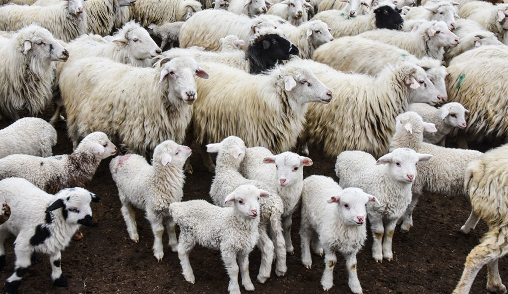 a group of sheep in a field