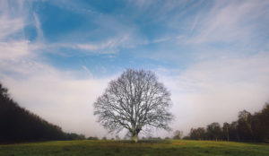 a tree in a field