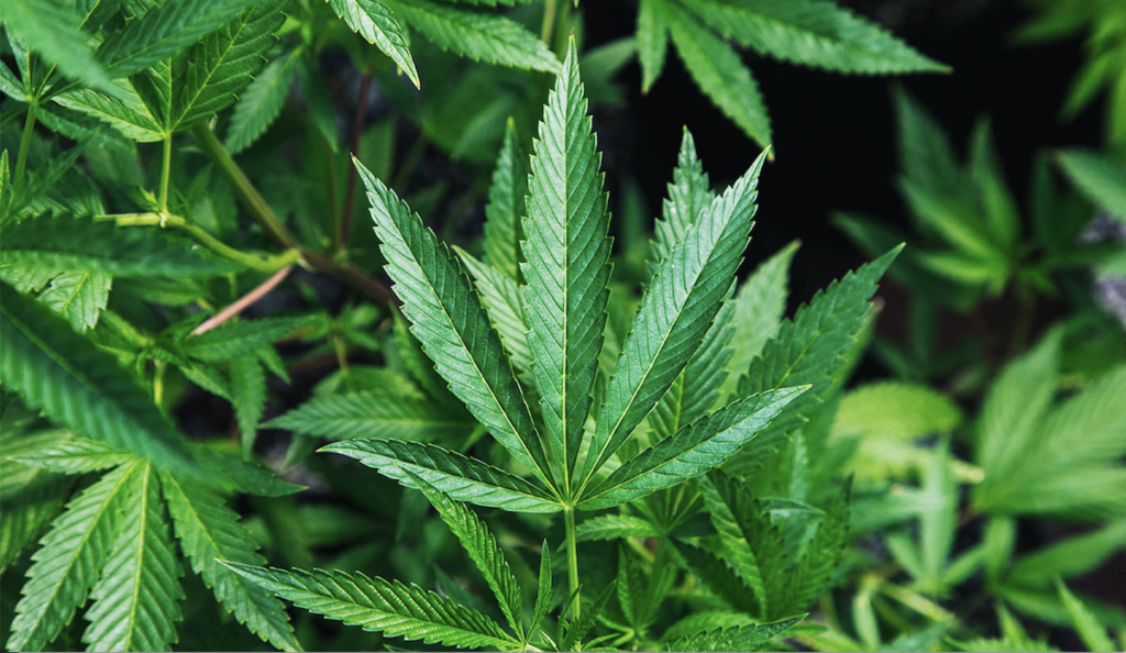 a close up of a plant