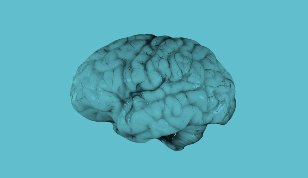 a close up of a brain