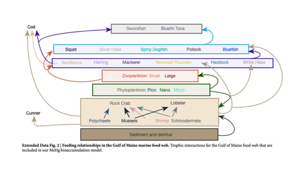 a diagram of food and fish