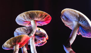 a group of mushrooms with red and blue lights