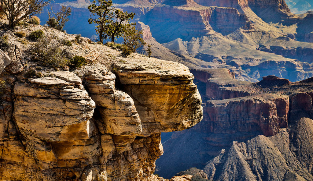 a large canyon with a tree on the edge