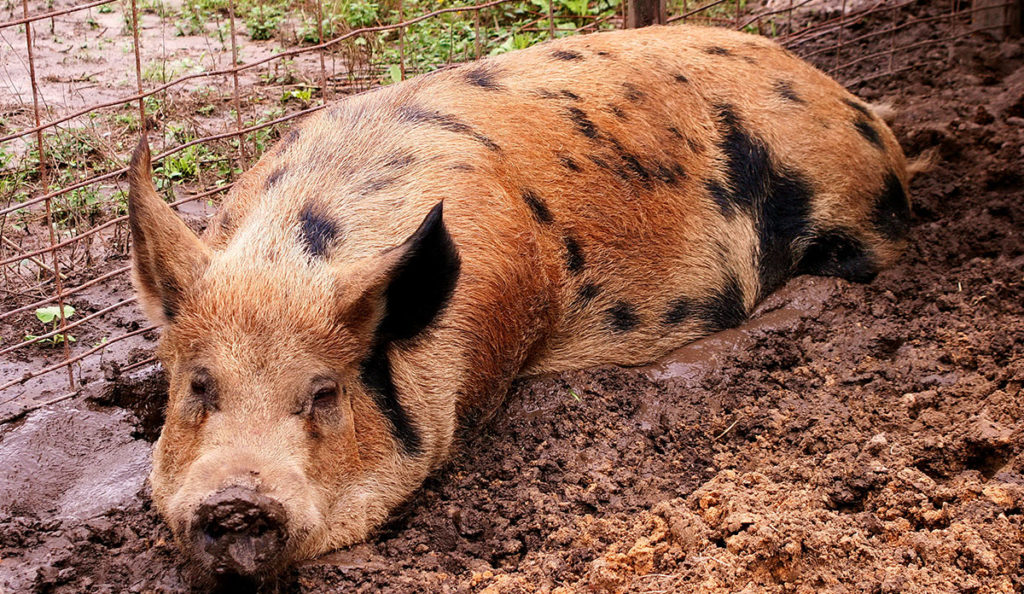 a pig lying in mud