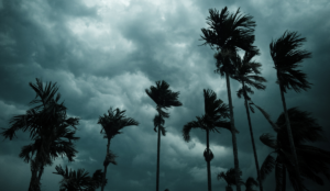 palm trees with dark clouds in the background