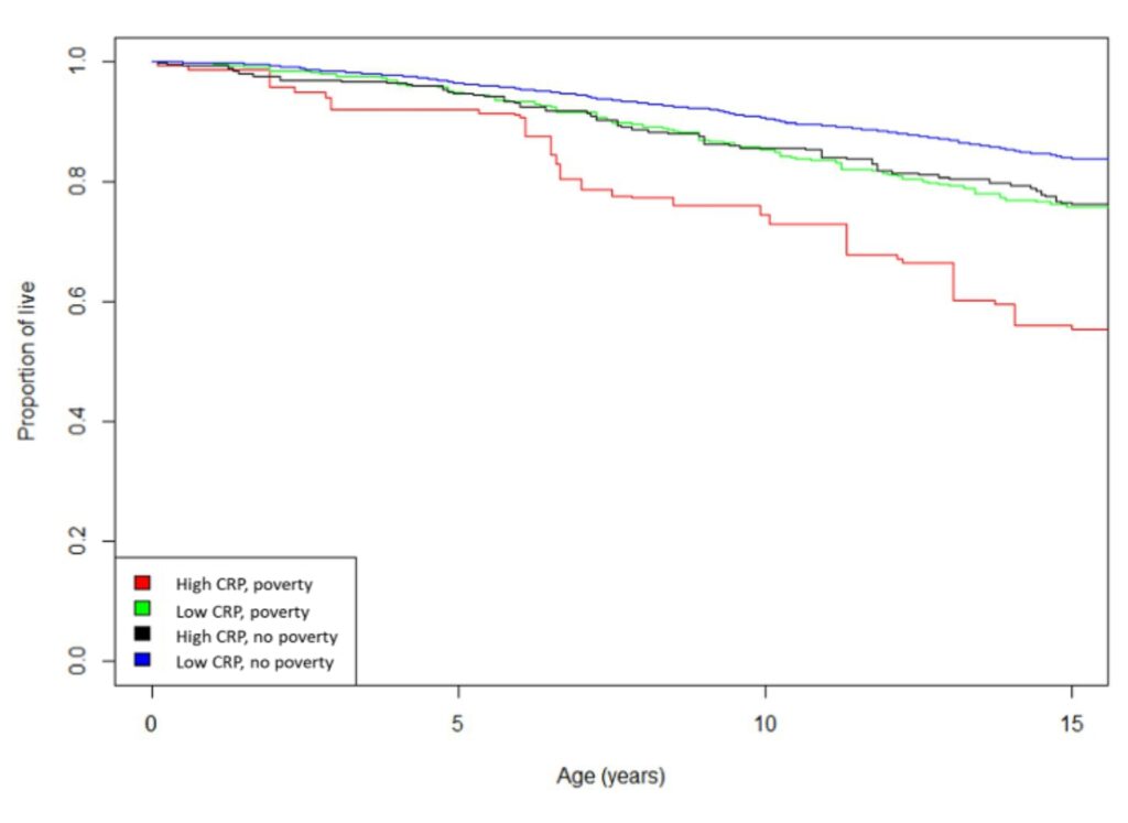 graph showing the number of live participants in the study based on presence of inflammation and poverty status