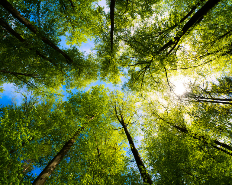 Looking up at sunlight peeking through the trees