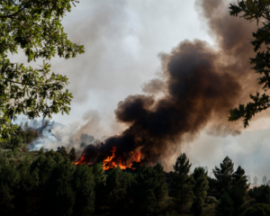 Wildfire in a forest with large flames leaving a large cloud of black and white smoke