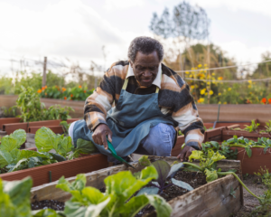 Portrait of an older Black man working in his garden