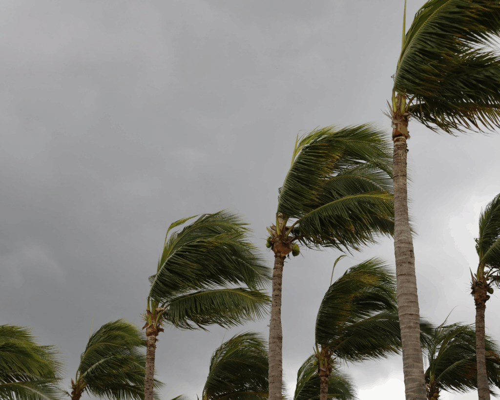 Palm trees twisted by strong winds. Natural disaster concept