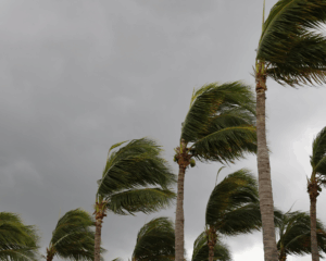 Palm trees twisted by strong winds. Natural disaster concept