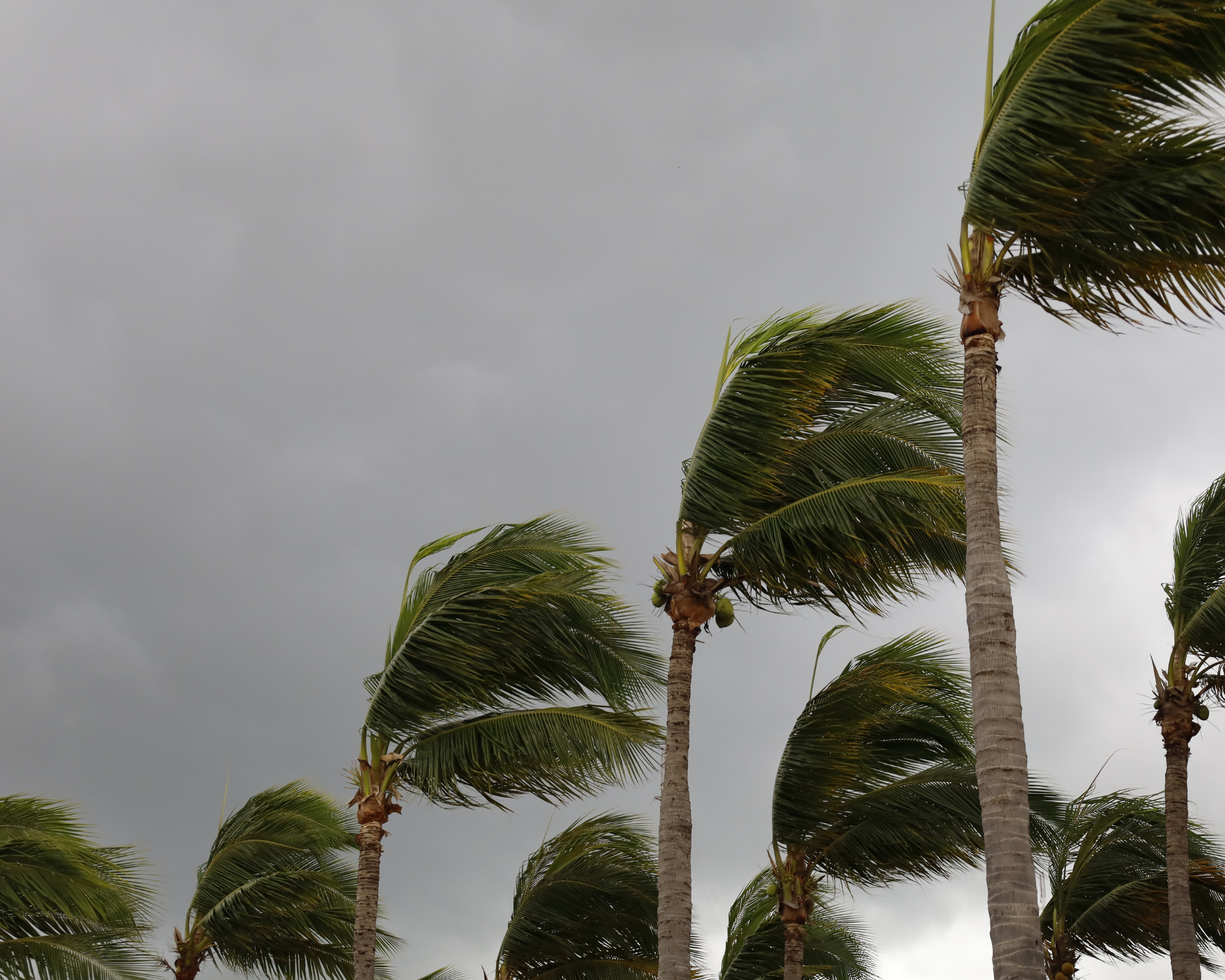 Palm trees twisted by strong winds. Natural disaster concept