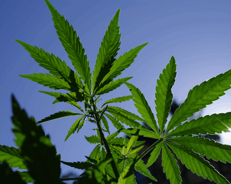 cannabis plant in the bright rays of the sun against a blue sky