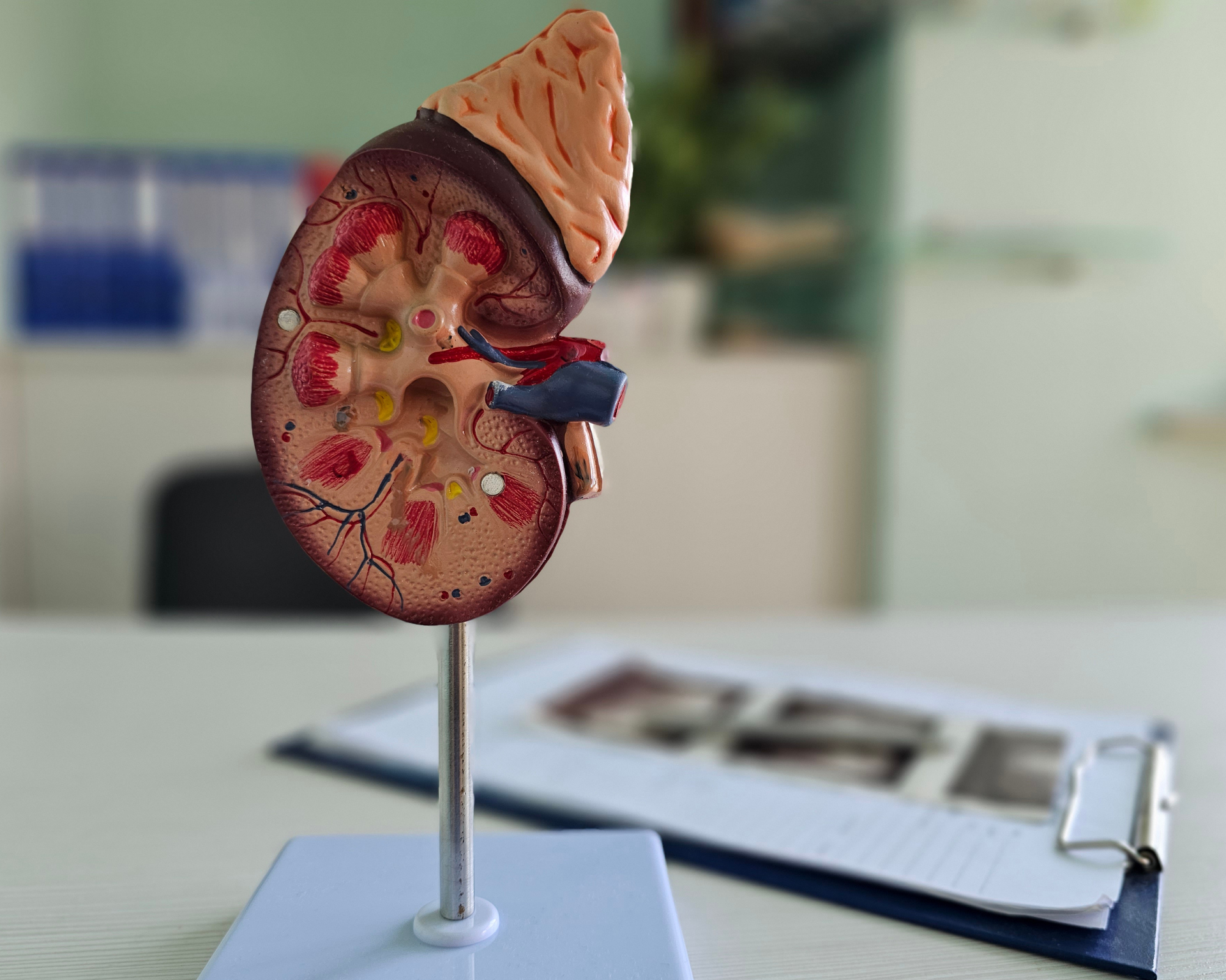 Detailed anatomical model of a human kidney displayed on a desk in a medical office with anatomical diagrams in the background