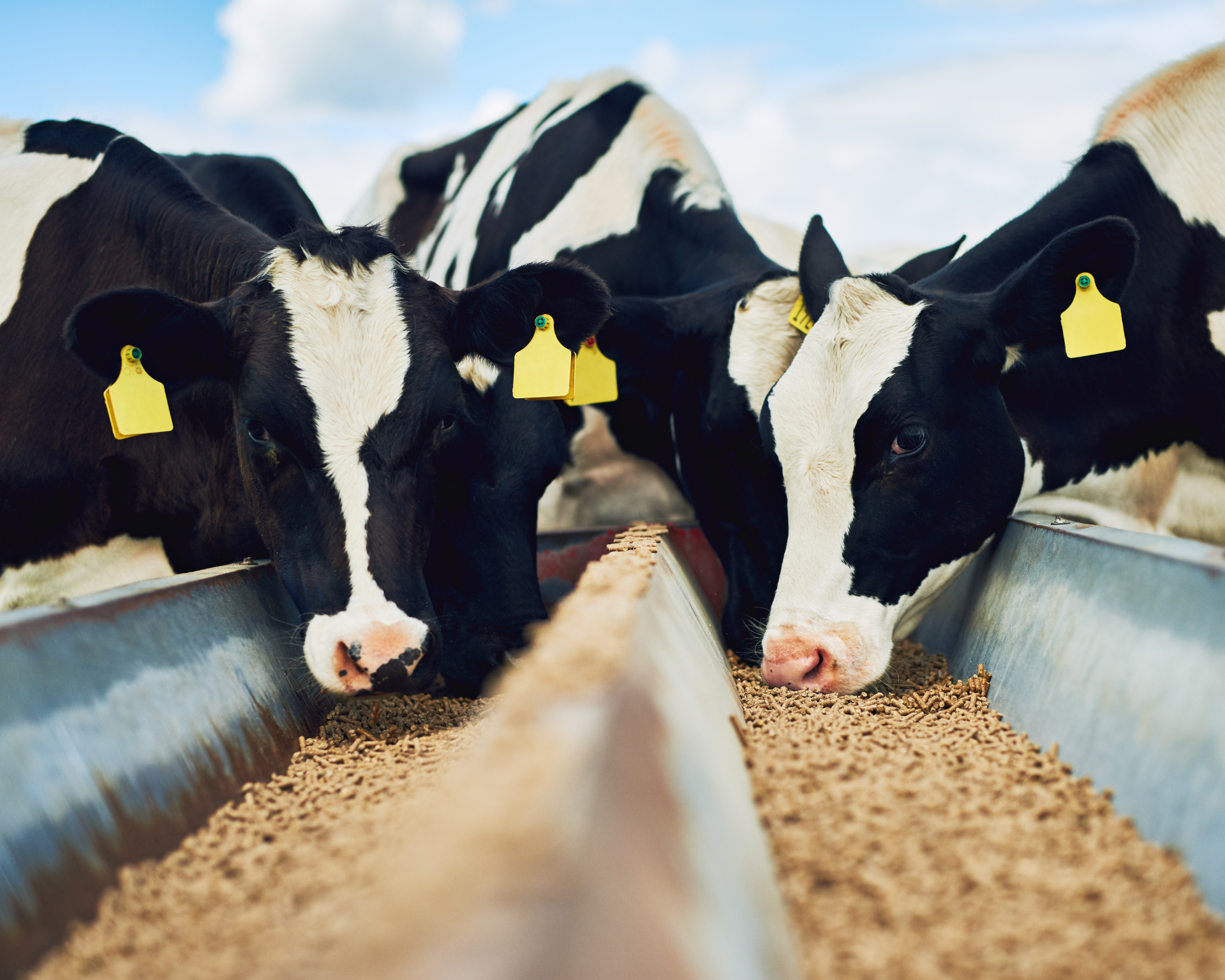Cropped shot of a herd of cows feeding on a dairy farm. Animal agriculture and climate change concept