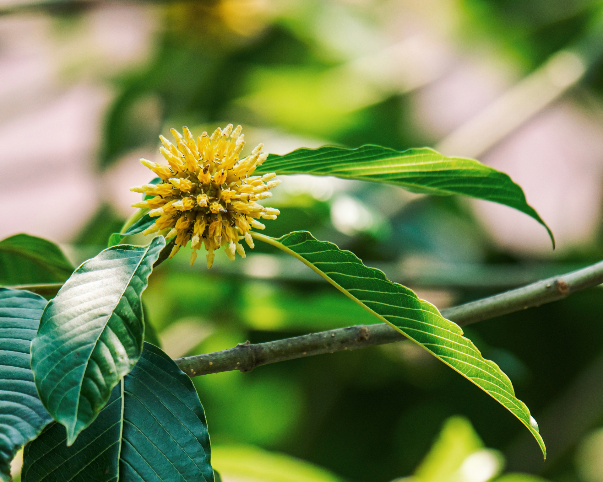 Kratom flower blooming on mitragyna speciosa tree in nature. Natural, herbal substance concept