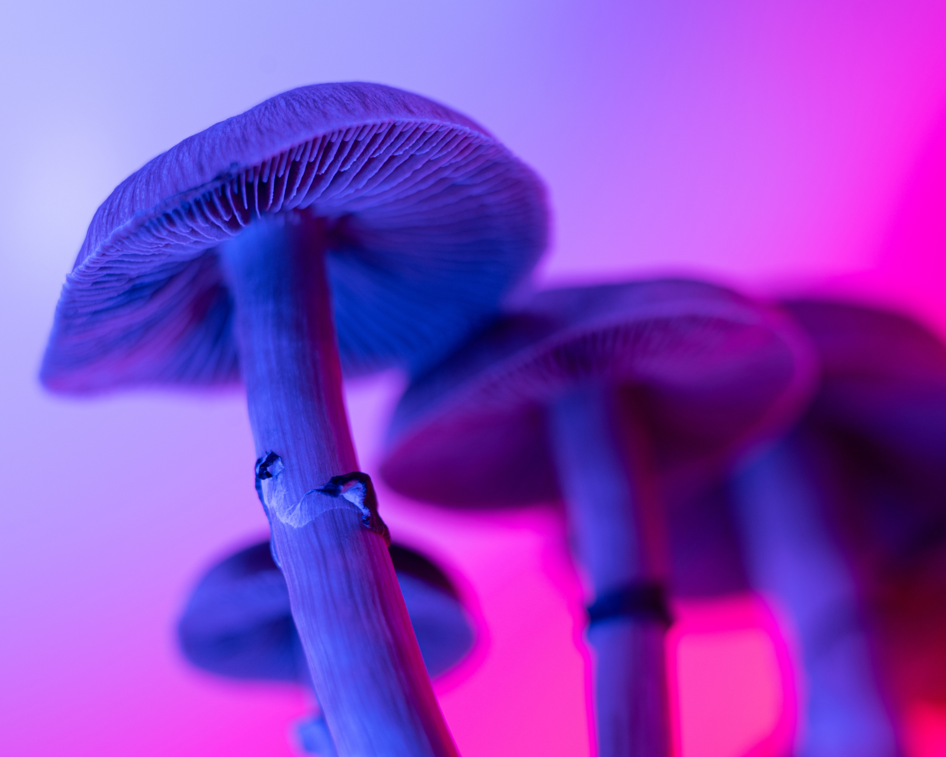 Psilocybe cubensis hallucinogenic mushrooms on blue and purple gradient background. Psychedelic movement concept