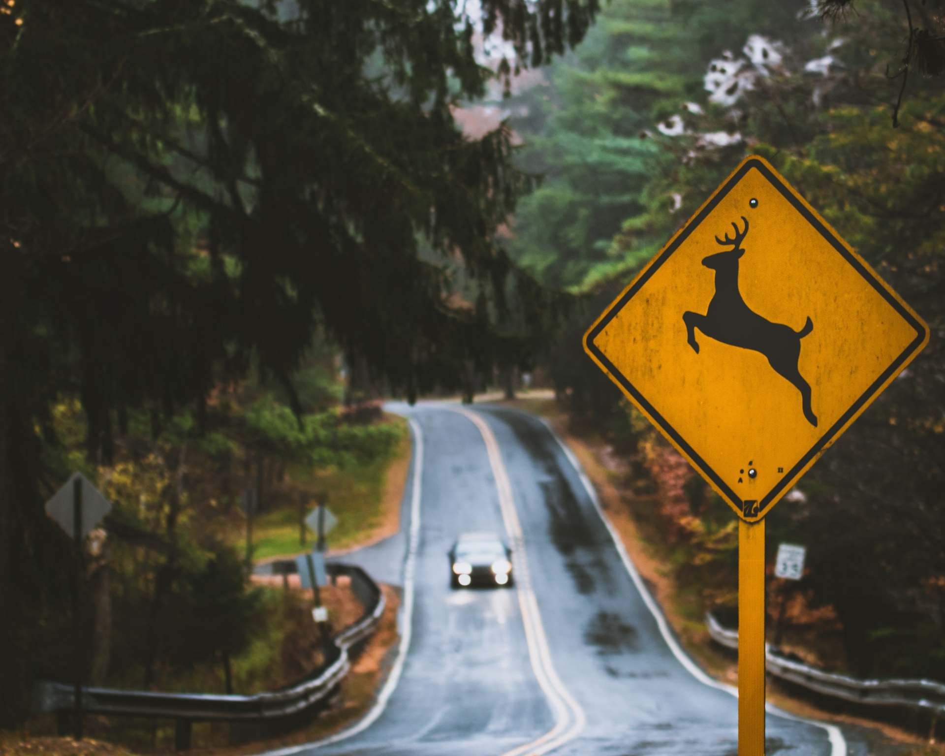 Featured image for post: Holding On for Deer Life