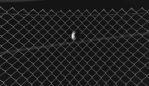Black and white photo of a bird in the middle of a chain link fence