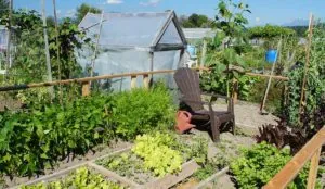 a garden with a chair and plants