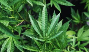 a close up of a plant