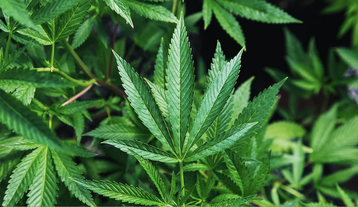a close up of a plant