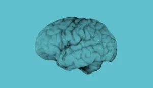 a close up of a brain