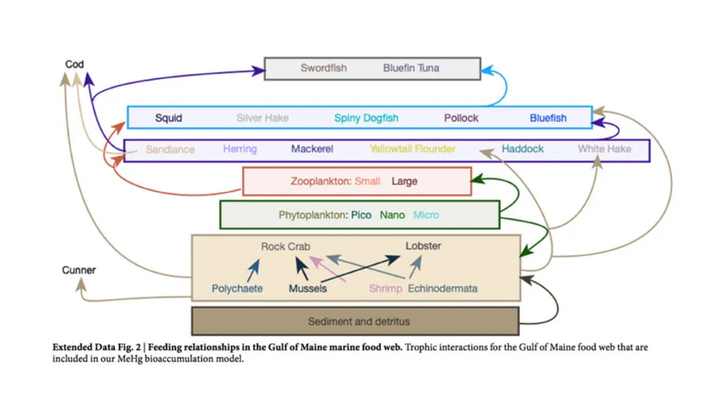 a diagram of food and fish