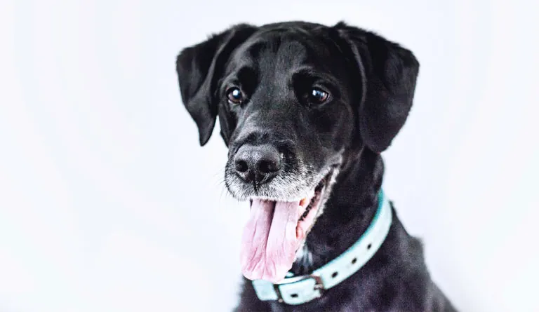 a black dog with its tongue out
