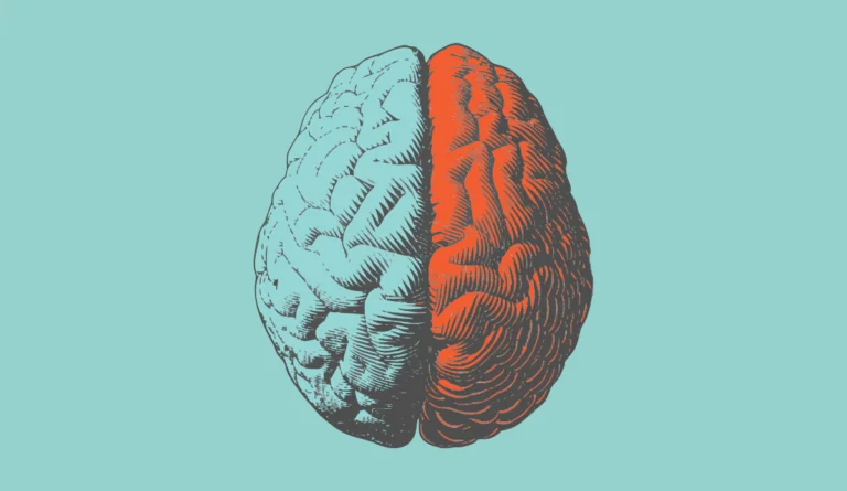 a half of a brain