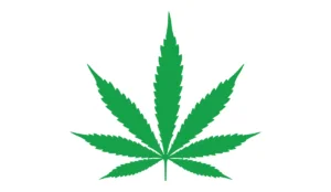 a green leaf with four leaves