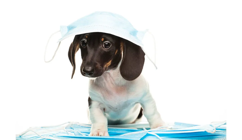 Puppy with masks