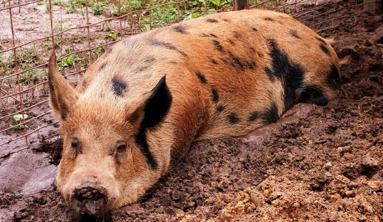 a pig lying in mud