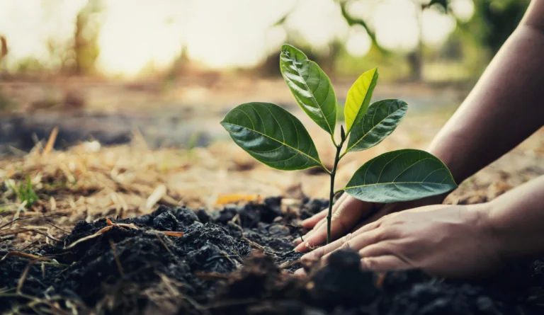 hands plant a sapling in the ground