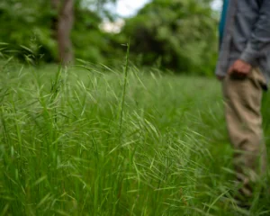 Solitary defocused man in background with soft waving grass in an abstract, contemplative nature background - mental health concept