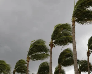 Palm trees twisted by strong winds. Natural disaster concept