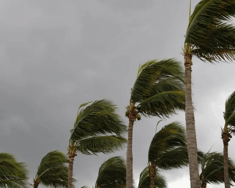 Palm trees twisted by strong winds. Natural disaster concept