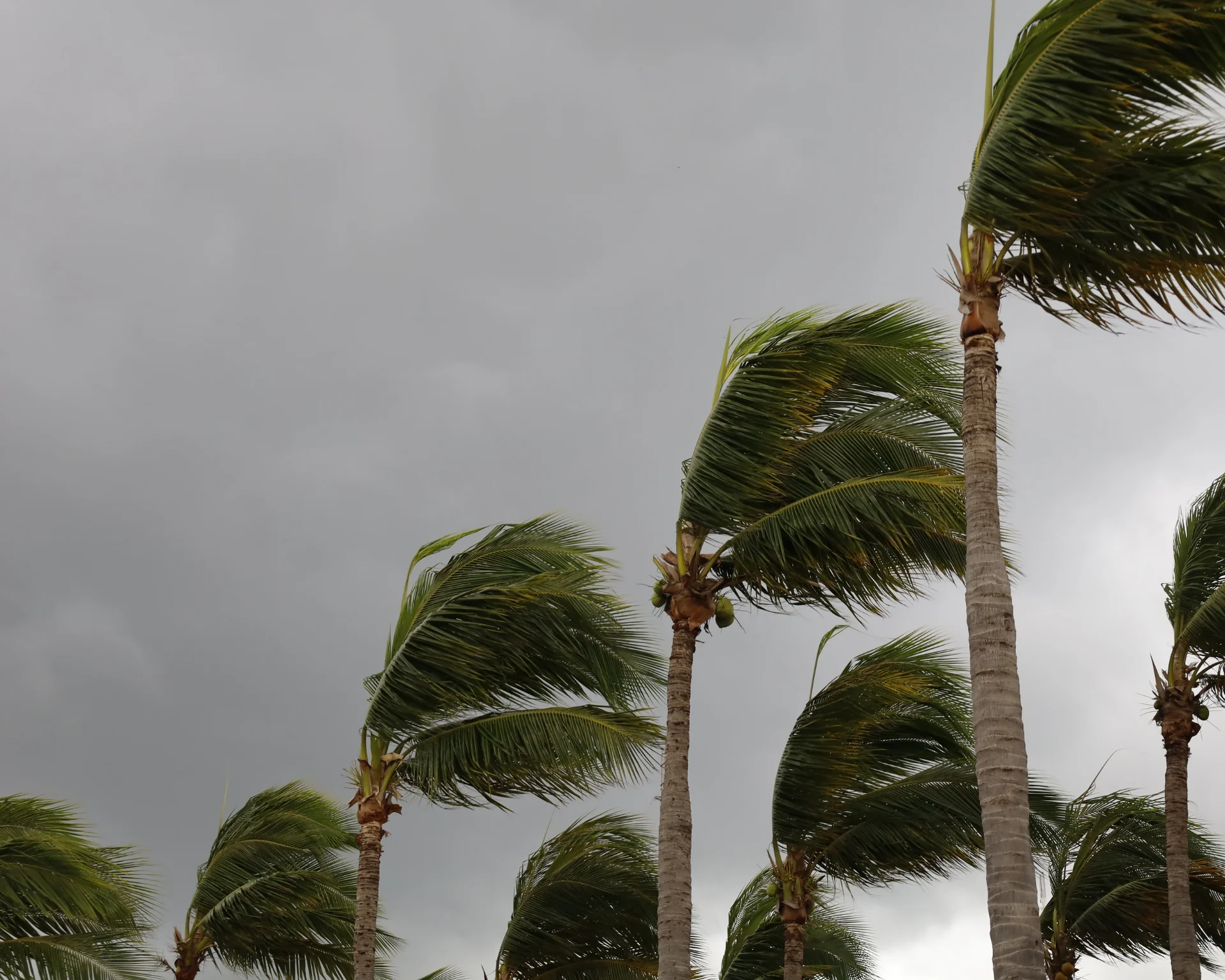 Palm trees twisted by strong winds. Natural disaster concept