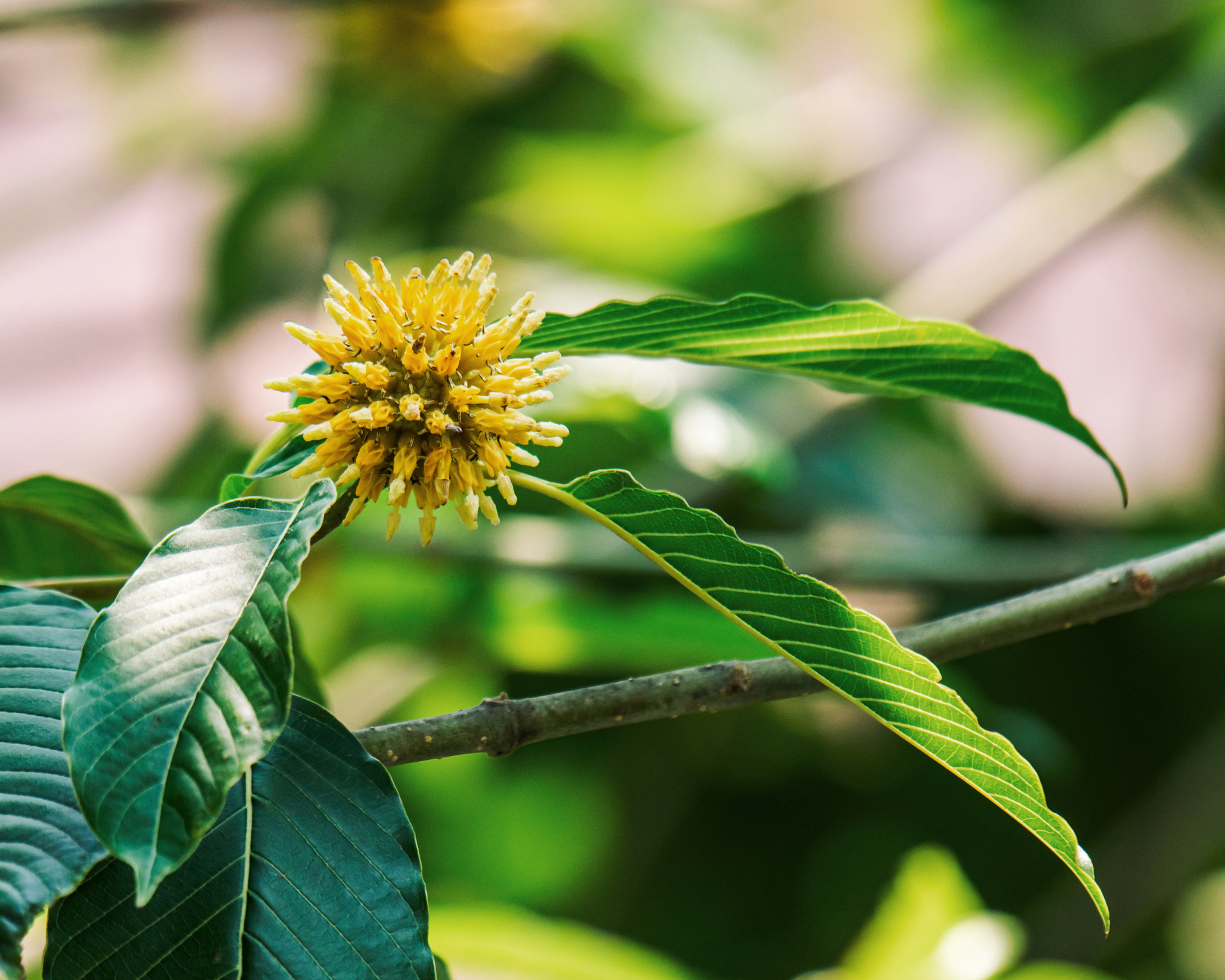 Kratom flower blooming on mitragyna speciosa tree in nature. Natural, herbal substance concept